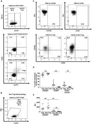 Impact of in vitro HIV infection on human thymic regulatory T cell differentiation
